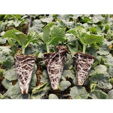 Bitkim Sende Hıyar Salatalık Fidesi Yerli Tohum (Ata Tohum) 10 Adet Bol Verimli