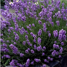 Bitkim Sende 10 Adet Açık Köklü Angustifolia Lavanta Fidanı Fidesi