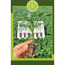 Serada Decor Plant Sırık Domates Fidesi (6'lı Ambalaj) Özel Köpük Kutuda