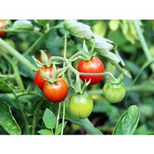 Serada Decor Plant Bol Verimli F1 (Cherry) Çeri Domates Fidesi (20 Adet) Bol Verimli