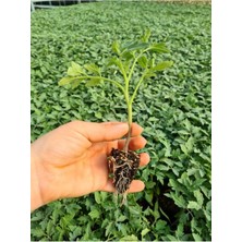 Serada Decor Plant Domates Fidesi Tane Domates Yüksek Verimli (10 Adet)