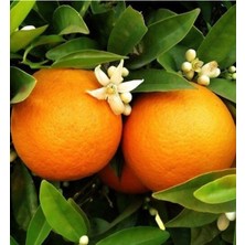 Serada Decor Plant Washıngton Portakal Fidanı