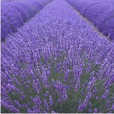 Serada Decor Plant 10 Adet Açık Köklü Angustifolia Lavanta Fidanı Fidesi