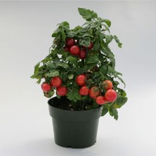 Serada Decor Plant Saksılık Özel Bodur Çeri Domates Fidesi (5 Adet) Bol Verimli