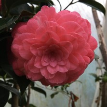 Ozozturk Kamelya Fidanı Pembe ( 50-80 ) cm Tüplü