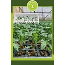 Serada Decor Plant Bursa Domates Fidesi (12'lı Ambalaj) Bol Verimli