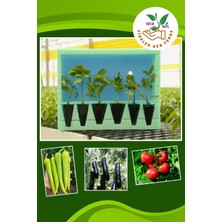 Serada Decor Plant Fideler Her Yerde Karışık Fide Paketi Domates(2 Adet) Biber(2 Adet) Patlıcan (2 Adet)