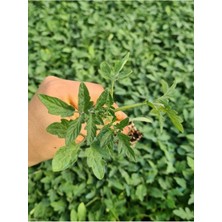 Serada Decor Plant Köy Domatesi Fidesi 10 Adet