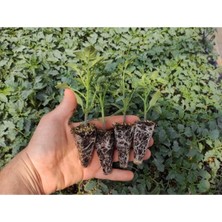 Serada Decor Plant Pembe Köy Domatesi Fidesi Yerli Tohum 10 Adet