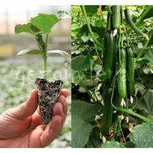 Serada Decor Plant Jest F1 Sırık Salatalık Fidesi 8 Adet