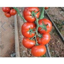 Serada Decor Plant Domates Biber Fidesi Hobi Seti 20 Adet