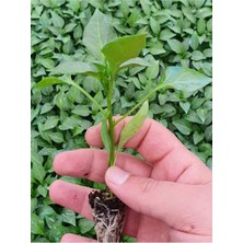 Serada Decor Plant 3 Adet Yeşil Dolmalık Biber Fidesi (Tohum Değildir Fidedir)