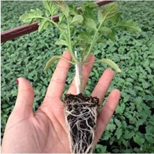 Serada Decor Plant 20 Adet Domates Fidesi