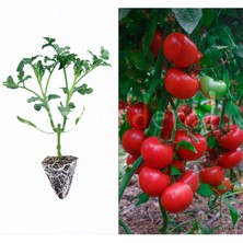 Serada Decor Plant Çift Aşılı Domates Fidesi 5 Adet