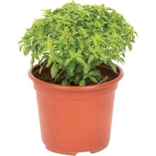 Serada Decor Plant Fesleğen Fidesi Saksıda