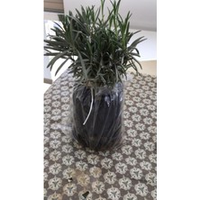 Serada Decor Plant Bahçe Tipi Lavanta Fidanı 3 Adet 15-25 cm Intermedia