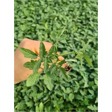 Serada Decor Plant Köy Domatesi Fidesi 10 Adet