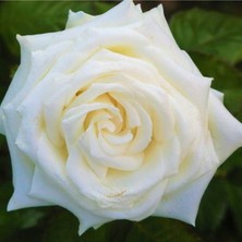 Bitkim Sende Saksılı Beyaz Gül Fidanı 1 ADET Saksılı 30-50Cm (White Rose)