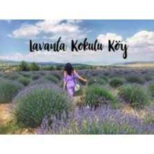 Bitkim Sende Yoğun Kokulu Lavanta Fidanı 1 Adet