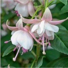 Bitkim Sende Saksılı Beyaz Küpeli Çiçeği ( 12 Cm'lik Saksıda )