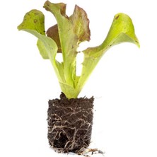 Serada Decor Plant 3 Adet Kıvırcık Kırmızı Marul Fidesi (Tohum Değildir Fidedir)