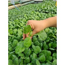 Serada Decor Plant Aydın Siyahı Patlıcan Fidesi Yerli Tohum 10 Adet, Mor Cin Biber Fidesi 1 Adet