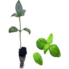 Serada Decor Plant 2 Adet Fesleğen Fidesi (5-10 Cm) Tohum Değildir Fidedir)