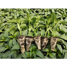 Serada Decor Plant Tatlı Kıl Biber Fidesi Yerli Tohum 10 Adet Domates Tohumu 10 Adet