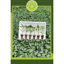 Serada Decor Plant Samandağ Biber Fidesi (6'lı Ambalaj) Özel Köpük Kutuda