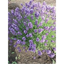 Serada Decor Plant 10 Adet Açık Köklü Intermedia Lavanta Fidesi Fidanı