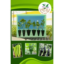 Serada Decor Plant Fideler Her Yerde Karışık Fide Paketi Salatalık(2 Adet) Biber(2 Adet) Patlıcan (2 Adet)