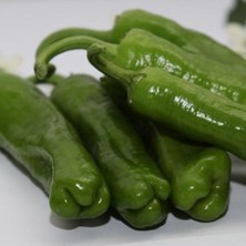 Serada Decor Plant Mazamort (Köy Biberi ) Üç Burun Biber Fidesi 10 Lu Ambalaj