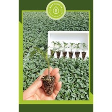 Serada Decor Plant Köy Domatesi Fidesi (6'lı Ambalaj) Özel Köpük Kutuda