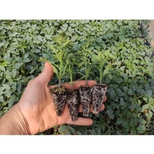 Serada Decor Plant Pembe Köy Domatesi Fidesi Yerli Tohum 10 Adet