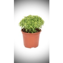 Serada Decor Plant Fesleğen Fidesi Saksıda