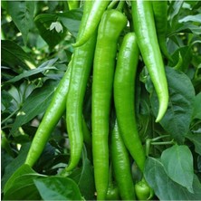 Serada Decor Plant Demre Biberi Fidesi 20'li Ambalaj