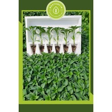 Serada Decor Plant Şili Biberi Fidesi (12'lı Ambalaj)