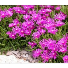 Bitkim Sende Acem Halısı Çiceği Viyolde