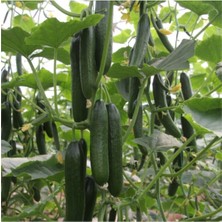 Serada Decor Plant Sırık Salatalık Fidesi 10'lu Ambalaj Bol Verimli