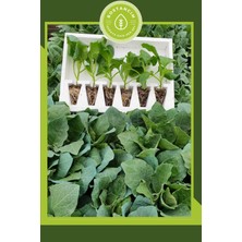 Serada Decor Plant Kemer Patlıcan Fidesi (6'lı Ambalaj) Özel Köpük Kutuda