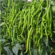 Bitkim Sende 5 Adet Tatlı Kıl Biber Fidesi - Yüksek Verimli Bol Verimli