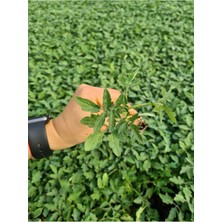 Serada Decor Plant Köy Domatesi Fidesi 10 Adet