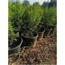 Serada Decor Plant Limon Selvi Çam 10 Adet Kokulu (Cupressus Macrocarpa Goldcrest) Saksılı 40-50 cm