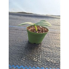 Bitkim Sende 1 Adet Badem Salatalık Fidesi (5-10 Cm) ( Tohum Değildir Fidedir)
