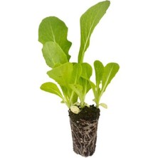 Bitkim Sende Marul Fidanı Seti 2 Adet Düz Marul 2 Adet Kırmızı Kıvırcık Marul Reyhan Hediyeli