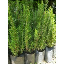 Bitkim Sende Biberiye Fidesi Rosmarin