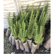 Bitkim Sende Biberiye Fidanı 5 Adet 20-30 cm (Rosmarinus Officinalis)