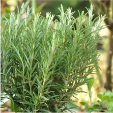 Bitkim Sende Biberiye Fidanı 5 Adet 20-30 cm (Rosmarinus Officinalis)