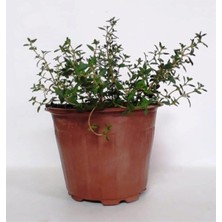 Bitkim Sende Saksılı Dağ Bahçe Kekiği Fidanı 10-20 cm 1 Adet Thymus Vulgaris