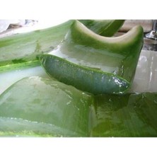 Bitkim Sende Serada Decor Plant Bol Yavrulu Aloe Vera Çiçeği Bitkisi (Cilt Için Uygun) Sırrısabır Bitkisi